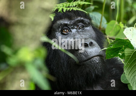 Mountain gorilla (Gorilla beringei beringei) is 1 of 2 subspecies of the eastern gorilla. Adult female with blind left eye, sitting in the undergrowth Stock Photo