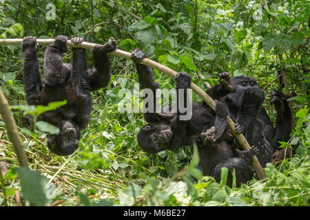 Adult female Mountain gorilla (Gorilla beringei beringei) 1 of 2 subspecies of eastern gorilla, eating shoots & infants playing. Bwindi Forest Uganda Stock Photo