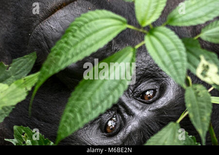 Adult female Mountain gorilla (Gorilla beringei beringei) is 1 of 2 subspecies of the eastern gorilla. Bwindi Impenetrable Forest, Uganda, Africa Stock Photo