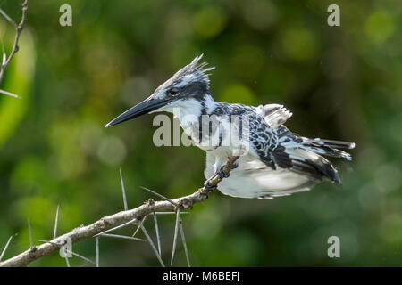 Pied kingfisher (Ceryle rudis) perched on acacia, 'Murchison's Falls National Park', Uganda, Africa Stock Photo