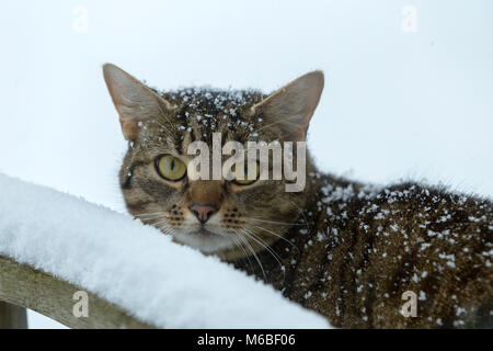 Tabby cat in the snow Stock Photo