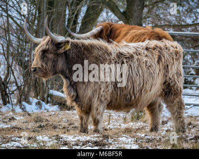 Highland cows in the snow following the 'beast from the east' storm of 2018, at Hothfield common, Kent, UK Stock Photo