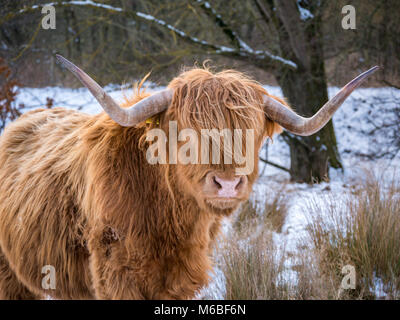 Highland cows in the snow following the 'beast from the east' storm of 2018, at Hothfield common, Kent, UK Stock Photo