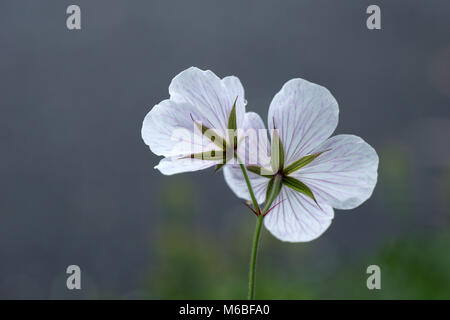 backlit flowers of Geranium clarkei 'Kashmir White' Stock Photo