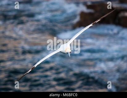 A Northern Gannet, Morus Bassanus, gliding over the sea around the Isle of Skye, Scotland.  04 October 2009 Stock Photo