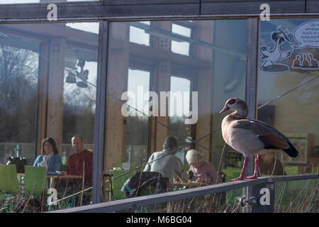 Egyptian goose at the visitor centre, attenborough NR Stock Photo