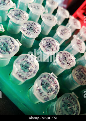 A tray of small centrifuge tubes for scientific research Stock Photo