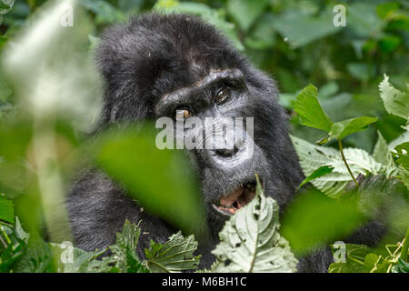 Adult female. Mountain gorilla (Gorilla beringei beringei) is one of the two subspecies of the eastern gorilla contemplating. Blind left eye. Bwindi I Stock Photo