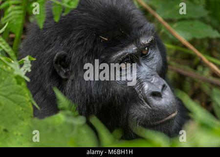 Adult female Mountain gorilla (Gorilla beringei beringei) is one of the two subspecies of the eastern gorilla contemplating. Bwindi Impenetrable Fores Stock Photo