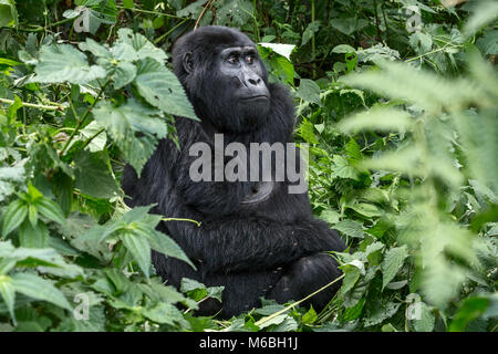 Mountain gorilla (Gorilla beringei beringei) is one of the two subspecies of the eastern gorilla. Adult female sitting in the undergrowth. Bwindi Impe Stock Photo