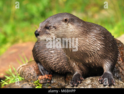 Close up cute Eurasian Otter (Lutra lutra) sat on top of rocks side view. Highland Wildlife park, Scotland Stock Photo