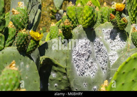 Cochinella lice on a flowering cactus, Gran Canaria Stock Photo