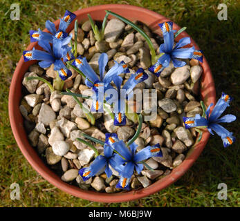 Iris reticulata 'Gordon’ Stock Photo