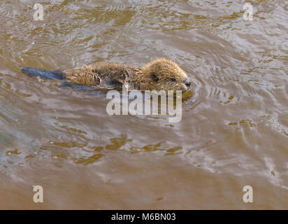 A baby beaver makes its way up a small side stream in the Alabama River ...