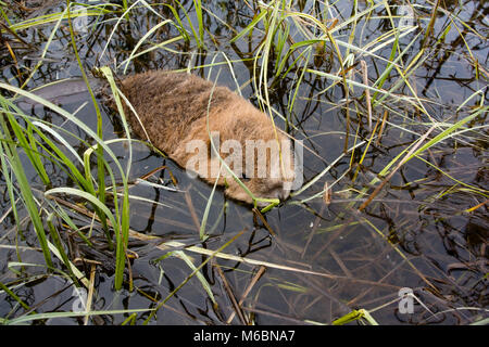 A baby beaver in the water near its den, on Upper Willow Creek, in Granite County, Montana.  North American beaver (Castor canadensis) Stock Photo