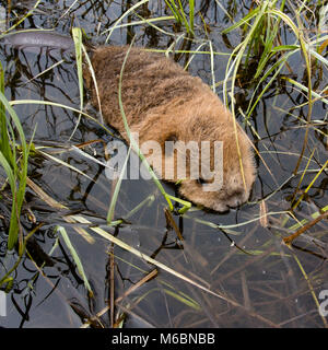 A baby beaver in the water near its den, on Upper Willow Creek, in Granite County, Montana.  North American beaver (Castor canadensis) Stock Photo