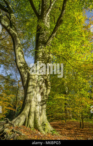 Beech trees in autumnal light, Bolam Lakes Country Park, Northumberland, England Stock Photo