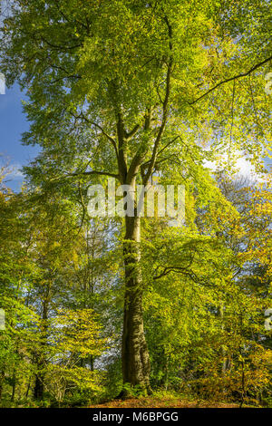 Beech trees in autumnal light, Bolam Lakes Country Park, Northumberland, England Stock Photo