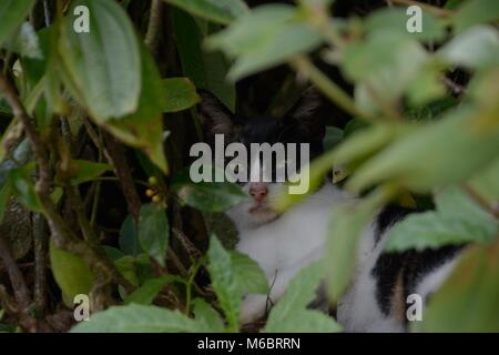 Wild cat hiding in shadow in the middle of a shrub with its bright green eyes gazing sharply in between the leaves. Stock Photo