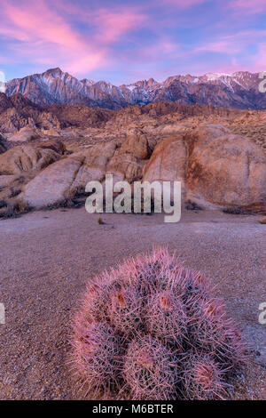 Cottontop Cactus, Echinocactus polycephalus, Alabama Hills, Mount Whitney, Eastern Sierra, Inyo National Forest, California Stock Photo