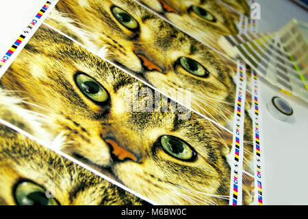 CMYK test printed on white paper. Inkjet print with funny cat picture. Stock Photo