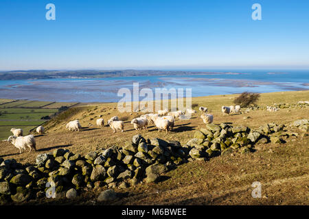 Sheep grazing on hillside above Lavan Sands exposed at low tide in Menai Strait on north coast. Abergwyngregyn, Gwynedd, Wales, UK, Britain Stock Photo