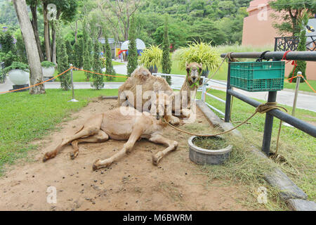 Camels laying down on the ground in Phetchaburi Thailand Stock Photo