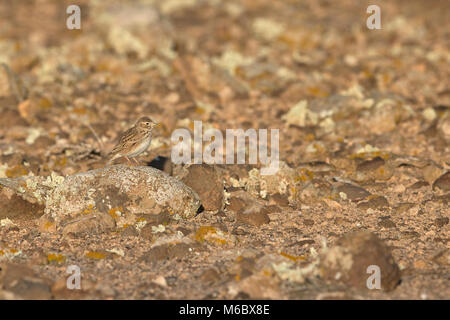 Lesser Short-toed Lark (Calandrella rufescens polatzeki) Stock Photo