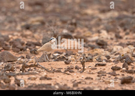 Cream-colored Courser (Cursorius cursor cursor) Stock Photo