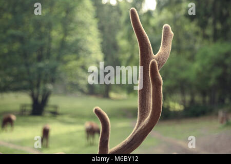 Fluffy elk horns in soft green background Stock Photo