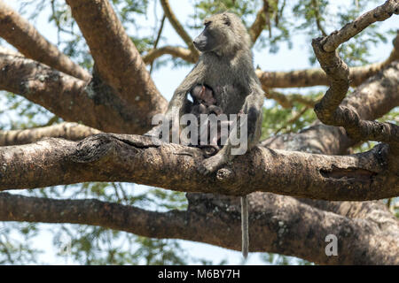 Oolive baboon (Papio anubis), also called the Anubis baboon, mother with suckling infant 'Murchison's Falls National Park', Uganda, Africa Stock Photo