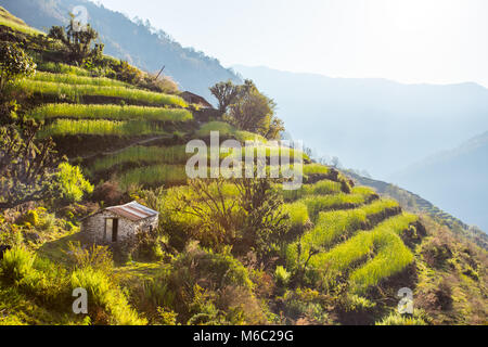 Fields on mountains in Nepal in the early morning under the sunlight Stock Photo
