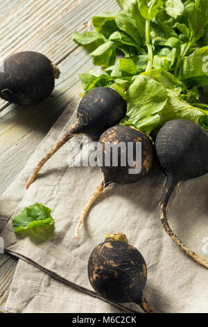 Organic Raw Black Radishes in a Bunch Stock Photo