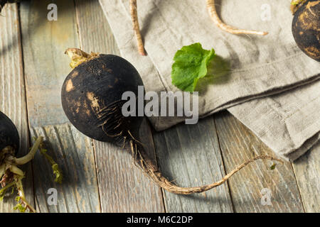 Organic Raw Black Radishes in a Bunch Stock Photo