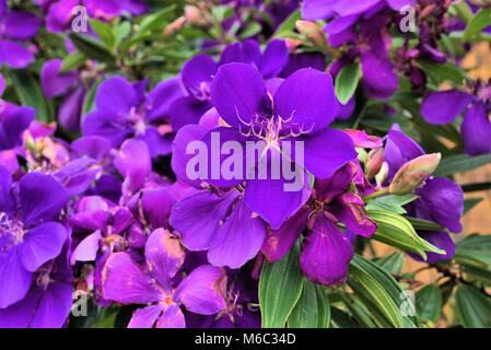Tibouchinas flower or purple glory tree flower . Scientific name: Tibouchina granulosa. Other names are princess flower and glory bush Stock Photo
