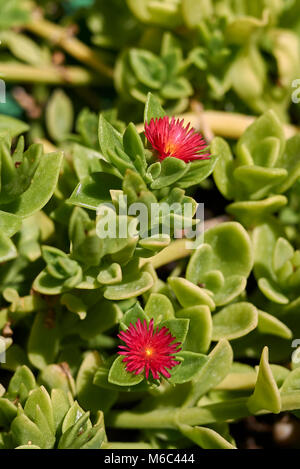 Aptenia cordifolia close up Stock Photo