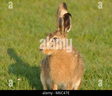 Close side on head shot of European Hare (Lepus europaeus) in bright sunshine sitting on grass. Elmley Nature Reserve, Kent Stock Photo