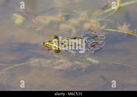 natural green frog swimming in pond water with algae and leaves Stock Photo