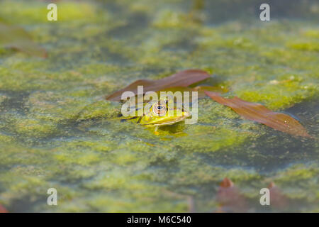 natural green frog swimming in algae water in sunlight Stock Photo
