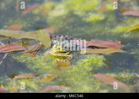 natural green frog sitting swimming in algae water Stock Photo