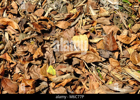 A lot of yellow dry leaves lay on the ground Stock Photo