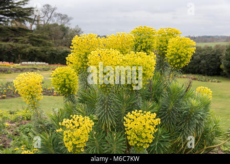 Spurge (Euphorbia Characias Wulfenii) Perennial Shrub Plant in Flower Stock Photo