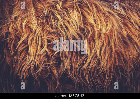 Close Up of A Highland Cow's Fur Stock Photo