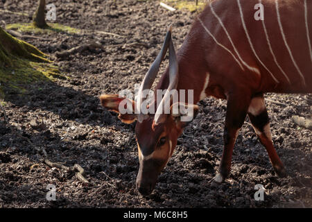 A grazing lowland bongo antelope (Tragelaphus eurycerus) Stock Photo