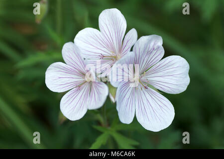 flowers of Geranium clarkei 'Kashmir White' Stock Photo