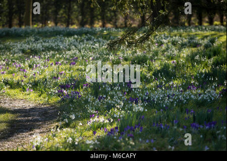 Snowdrops in the garden of the Bishop's Palace, Wells, Somerset, UK. Stock Photo