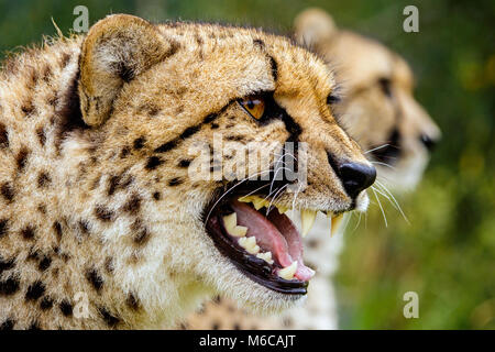 Close up head shot of Cheetah snarling with second one in background Stock Photo