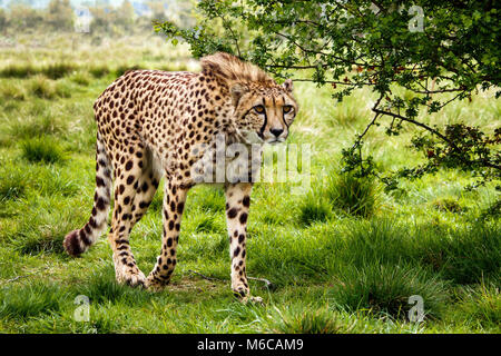 Cheetah walking on grass Stock Photo