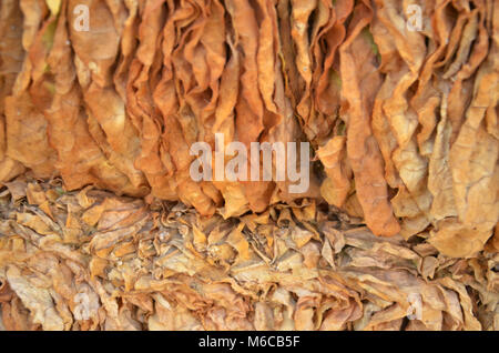 Picture of a Tobacco dry in the sun Stock Photo