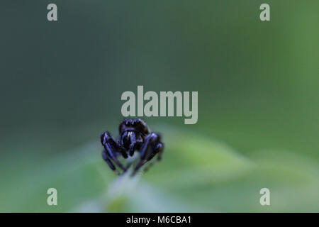 Picture of a Black spider on a leaf Stock Photo